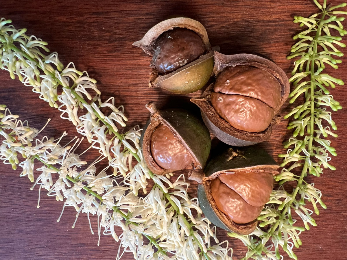 macadamia nuts
