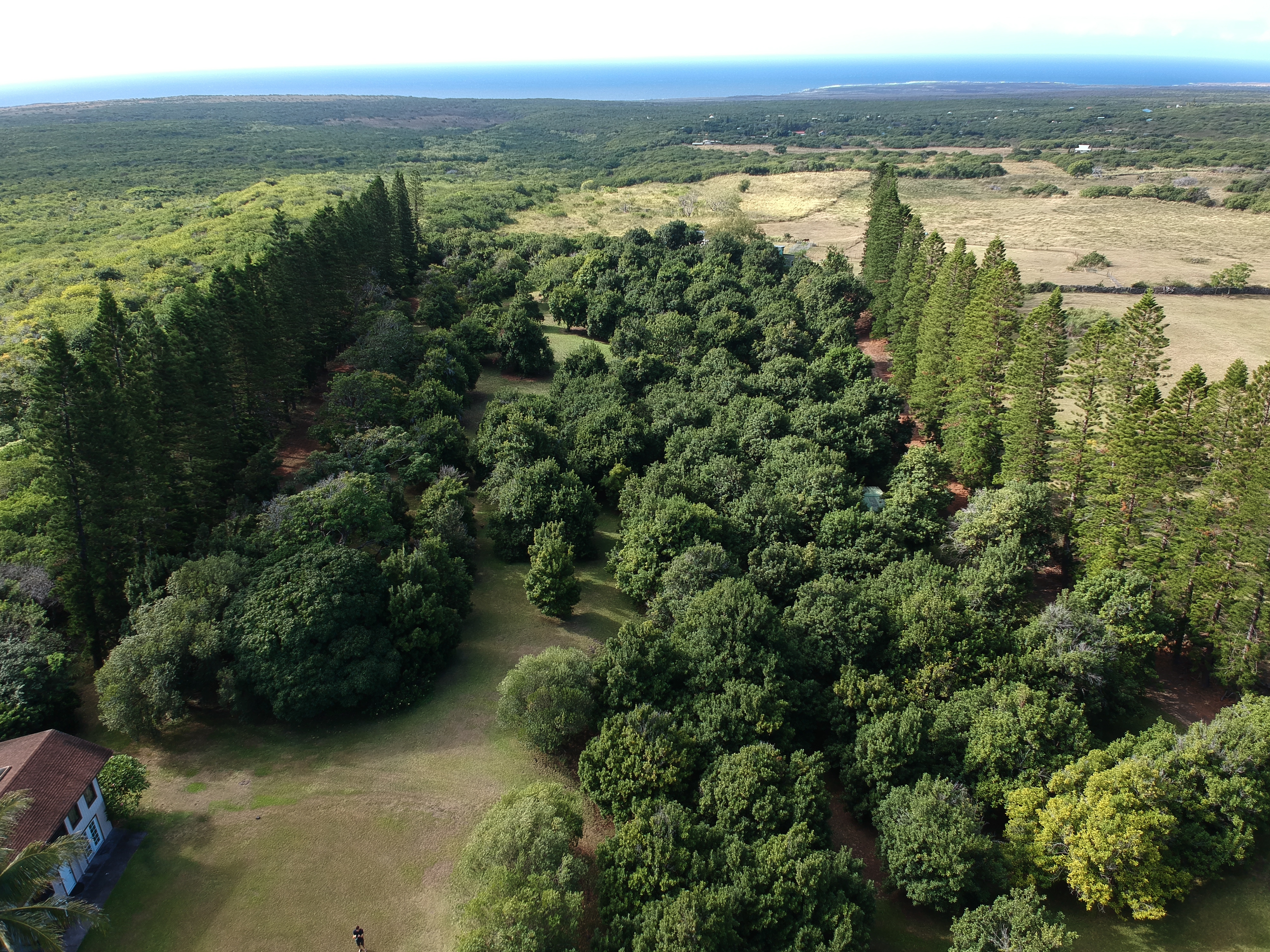 drone capture