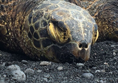 green sea turtle