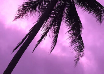 Purple Sky Palm